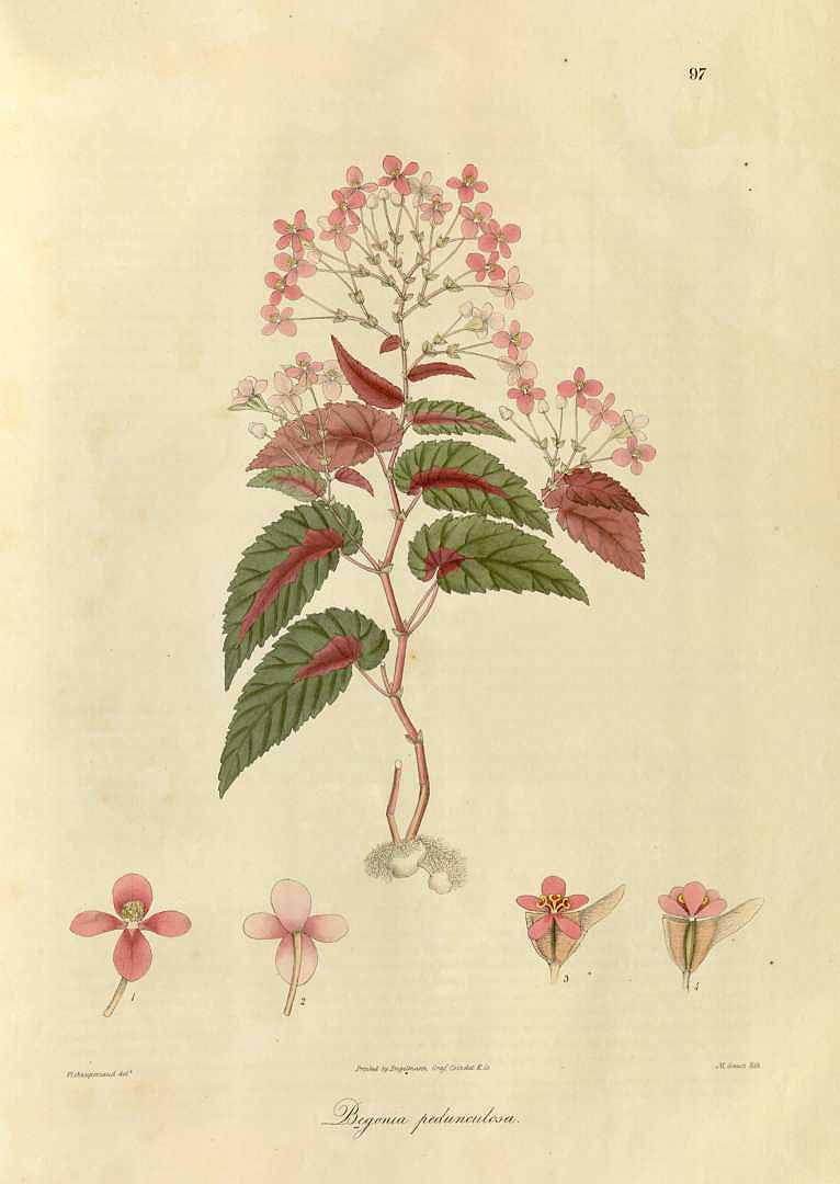B. pedunculosa